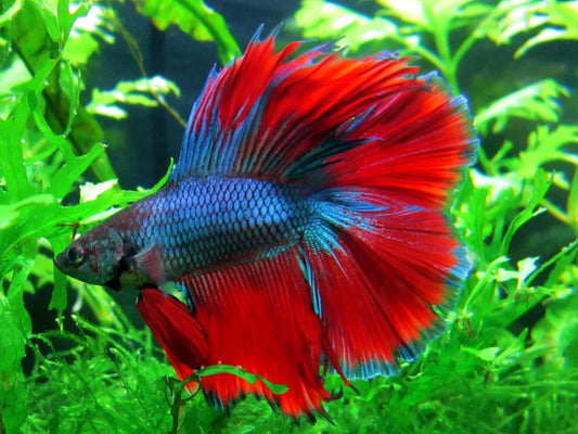 Getting to Know Your Betta