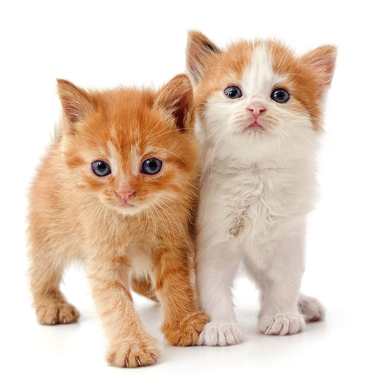 22 Surprising Facts About Kittens