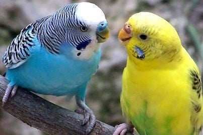 How to care for budgies