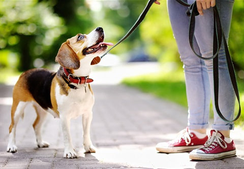 How To Leash Train a Dog