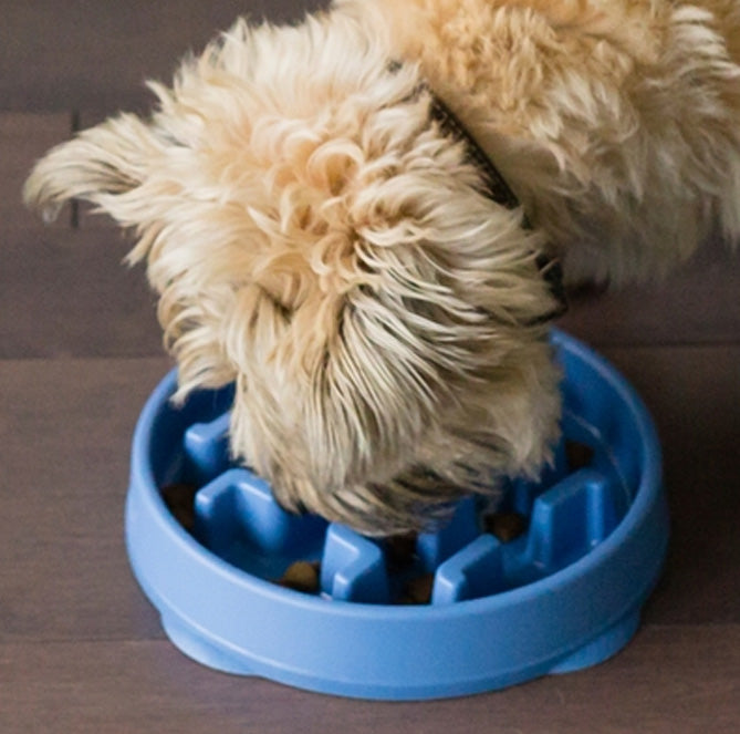 Outward Hound Fun Feeder Slow Food Bowl for Dogs Blue Notch