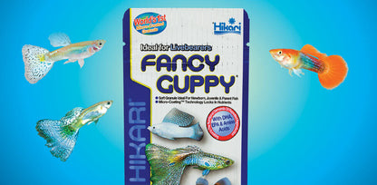 Hikari Fancy Guppy