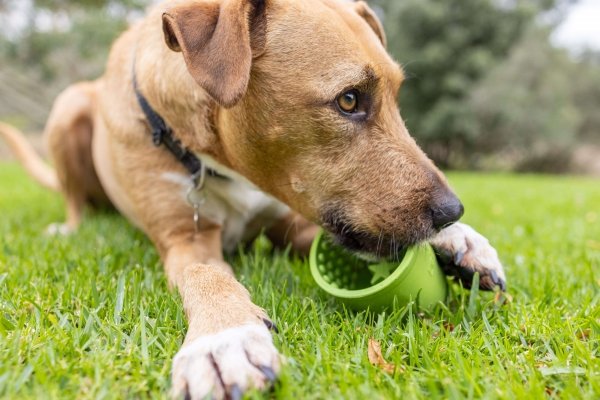 Lickimat Yoggie Pot Slow Feeder Dog Bowl