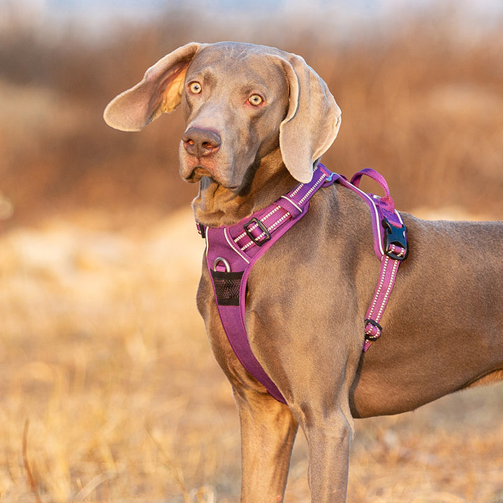 No Pull Dog Harness Purple L