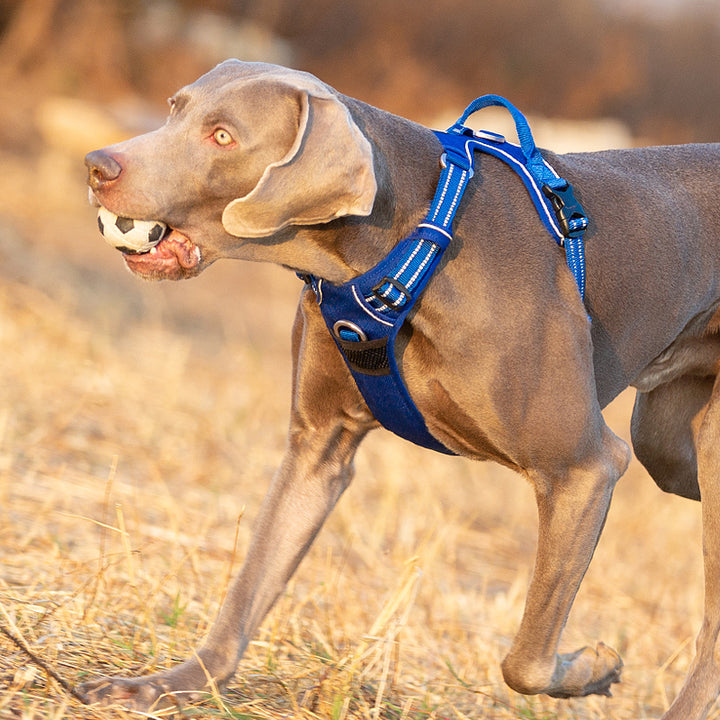 No Pull Dog Harness Royal Blue L